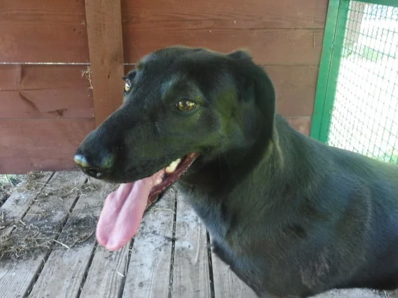 Uchatka, female young Mixed Breed for adoption at Schronisko Janik (Ostrowiec Świętokrzyski)