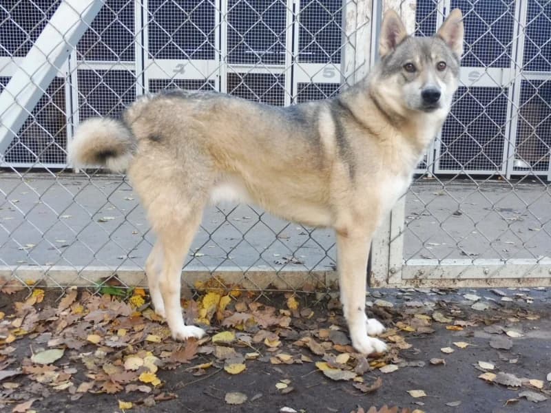 Ronin, male 4yo Mixed Breed for adoption at Schronisko Janik (Ostrowiec Świętokrzyski)