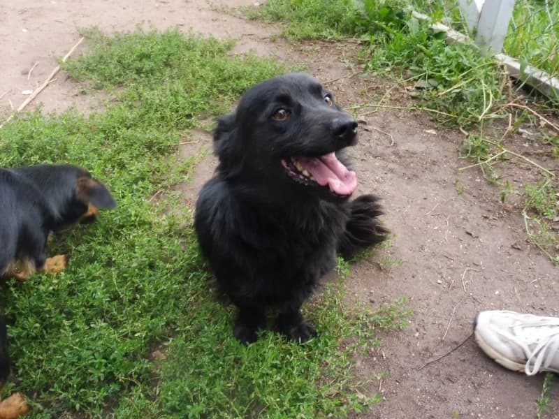 Radek, male Mixed Breed for adoption at Schronisko Janik (Ostrowiec Świętokrzyski)