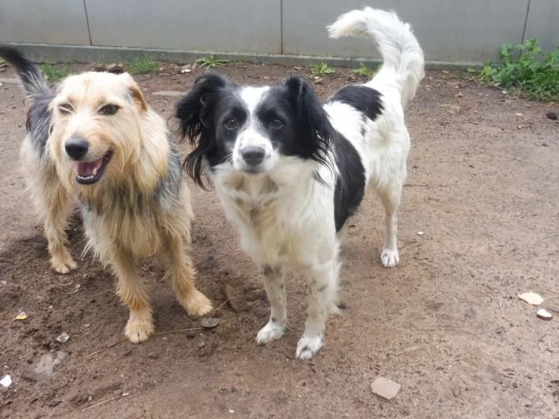 Lucyna, female Mixed Breed for adoption at Schronisko Janik (Ostrowiec Świętokrzyski)