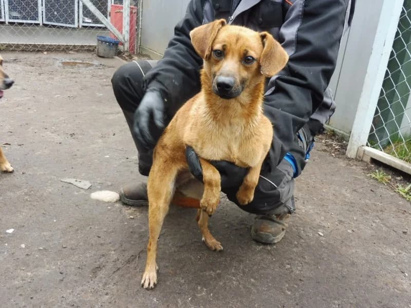 Zazu, male Mixed Breed for adoption at Schronisko Janik (Ostrowiec Świętokrzyski)