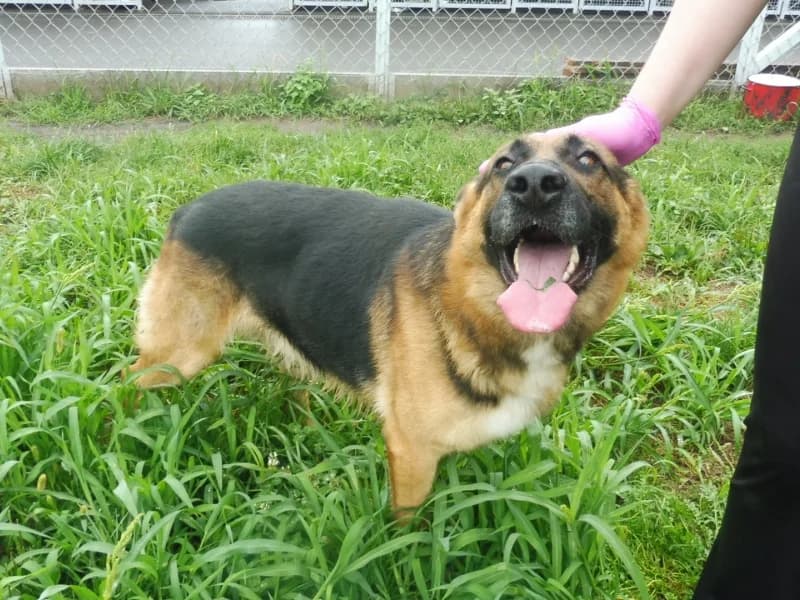 Lux, male Mixed Breed for adoption at Schronisko Janik (Ostrowiec Świętokrzyski)