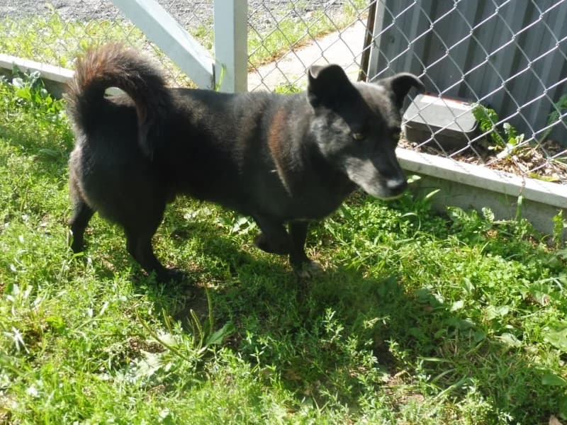 Plus, male 7yo Mixed Breed for adoption at Schronisko Janik (Ostrowiec Świętokrzyski)