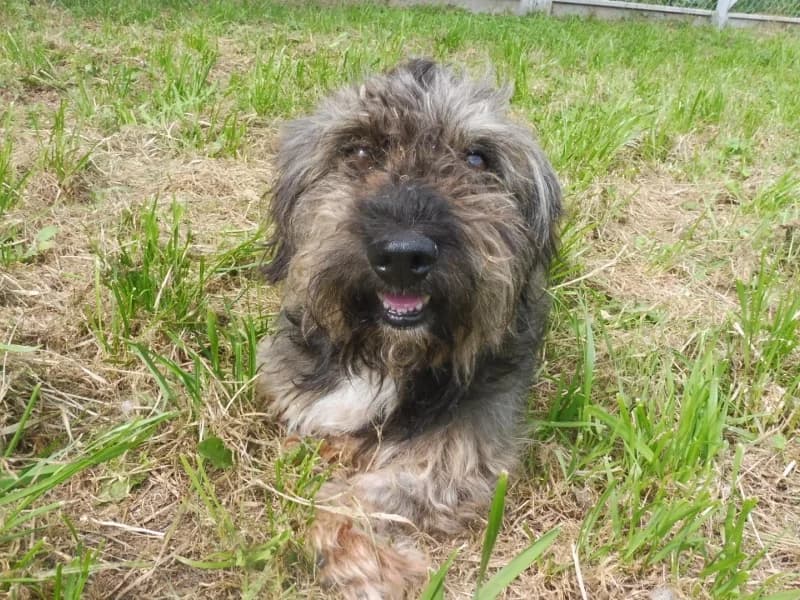 Kuba, male Mixed Breed for adoption at Schronisko Janik (Ostrowiec Świętokrzyski)