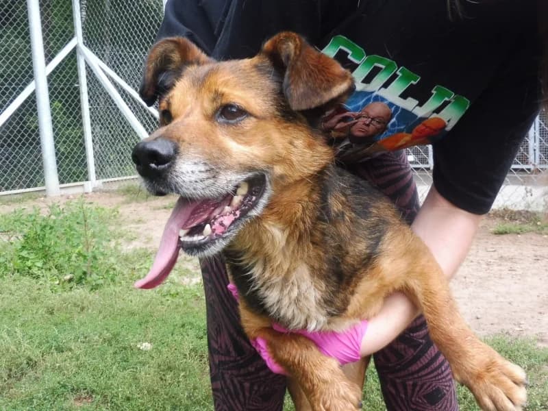 Kotlet, male 7yo Mixed Breed for adoption at Schronisko Janik (Ostrowiec Świętokrzyski)