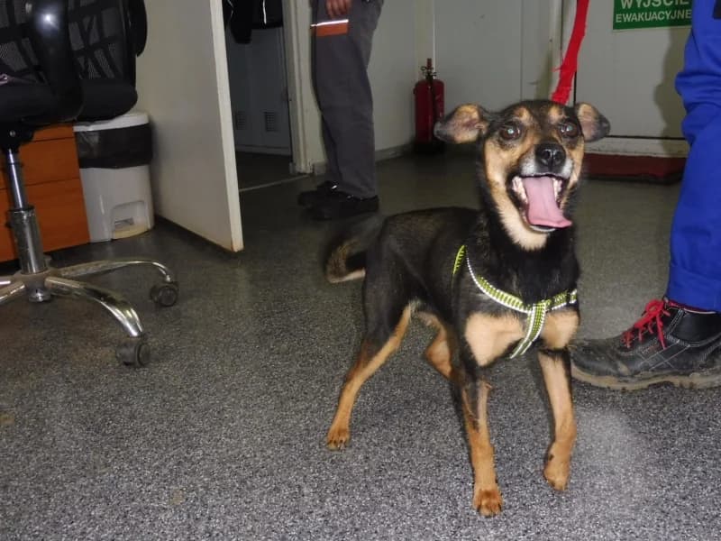 Zoe, female 3yo Mixed Breed for adoption at Schronisko Janik (Ostrowiec Świętokrzyski)