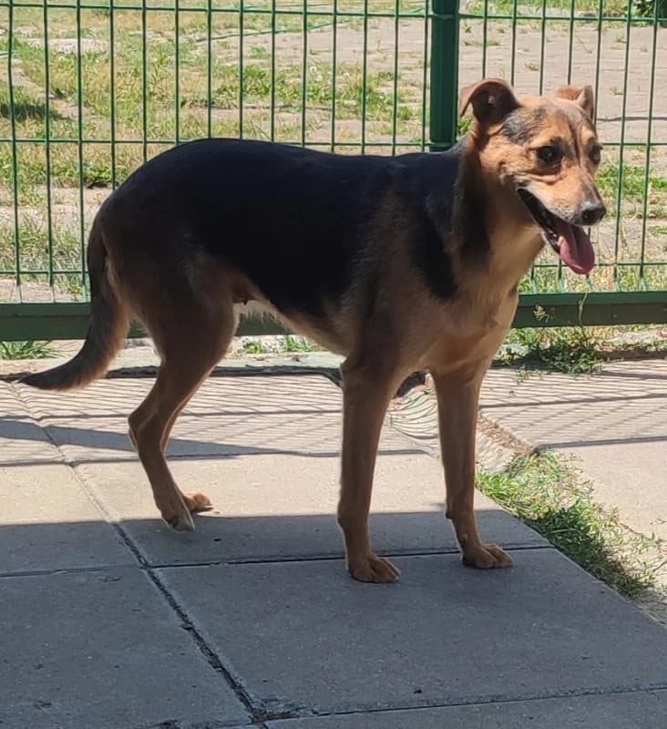 Łupinka, female 6yo mixed breed for adoption at Schronisko dla Bezdomnych Zwierząt w Pabianicach, Pabianice