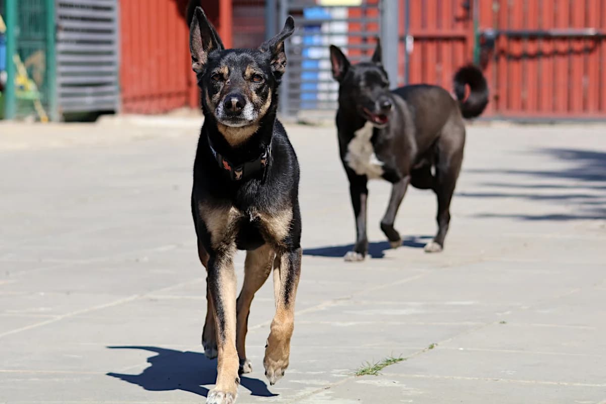 Zeus, male 6yo mixed breed for adoption at Schronisko dla Bezdomnych Zwierząt w Pabianicach, Pabianice