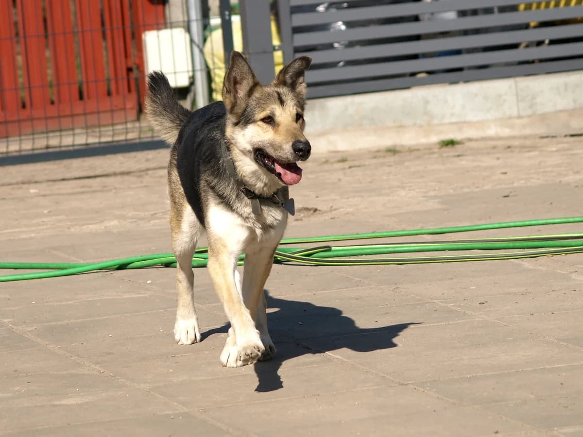 Doda, female senior mixed breed for adoption at Schronisko dla Bezdomnych Zwierząt w Pabianicach, Pabianice