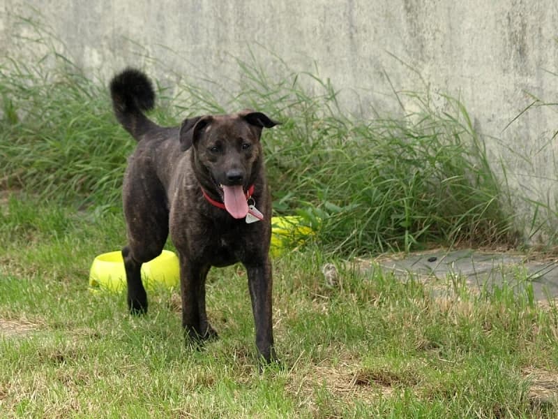 Elka, female senior mixed breed for adoption at Schronisko dla Bezdomnych Zwierząt w Pabianicach, Pabianice