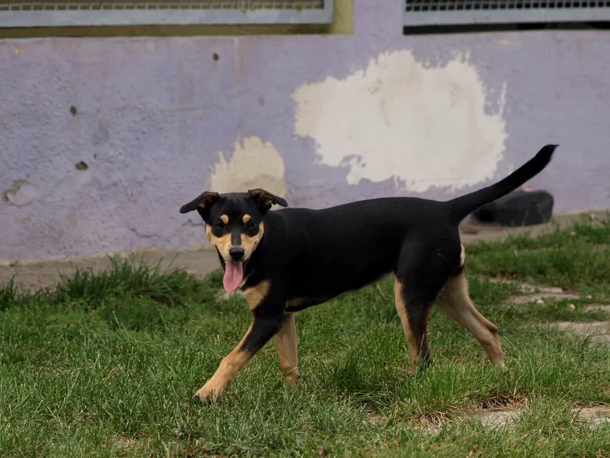 Sabina, female puppy mixed breed for adoption at Schronisko dla Bezdomnych Zwierząt w Pabianicach, Pabianice