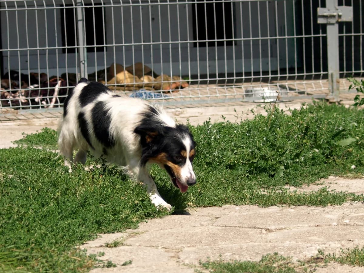 Beti, female young mixed breed for adoption at Schronisko dla Bezdomnych Zwierząt w Pabianicach, Pabianice