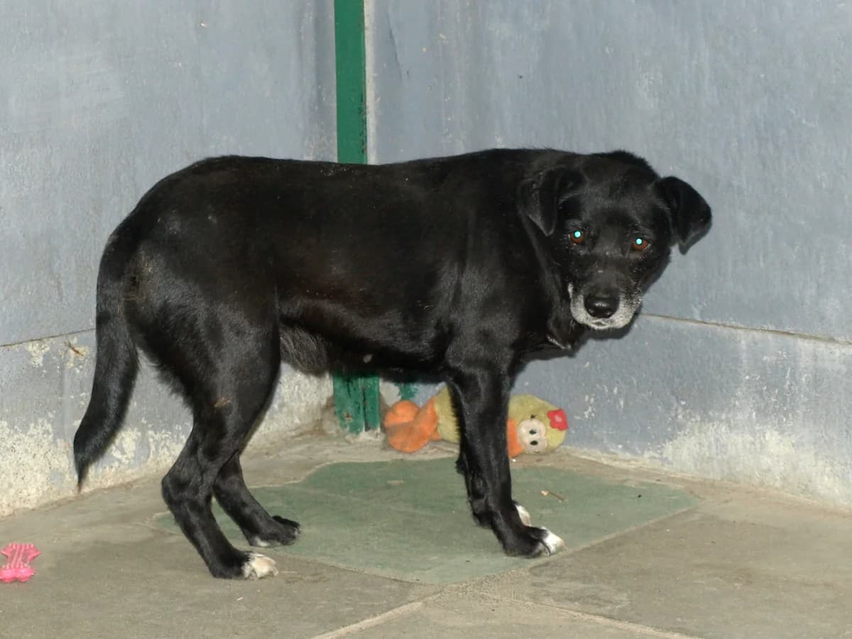 Elza, female puppy mixed breed for adoption at Schronisko dla Bezdomnych Zwierząt w Pabianicach, Pabianice