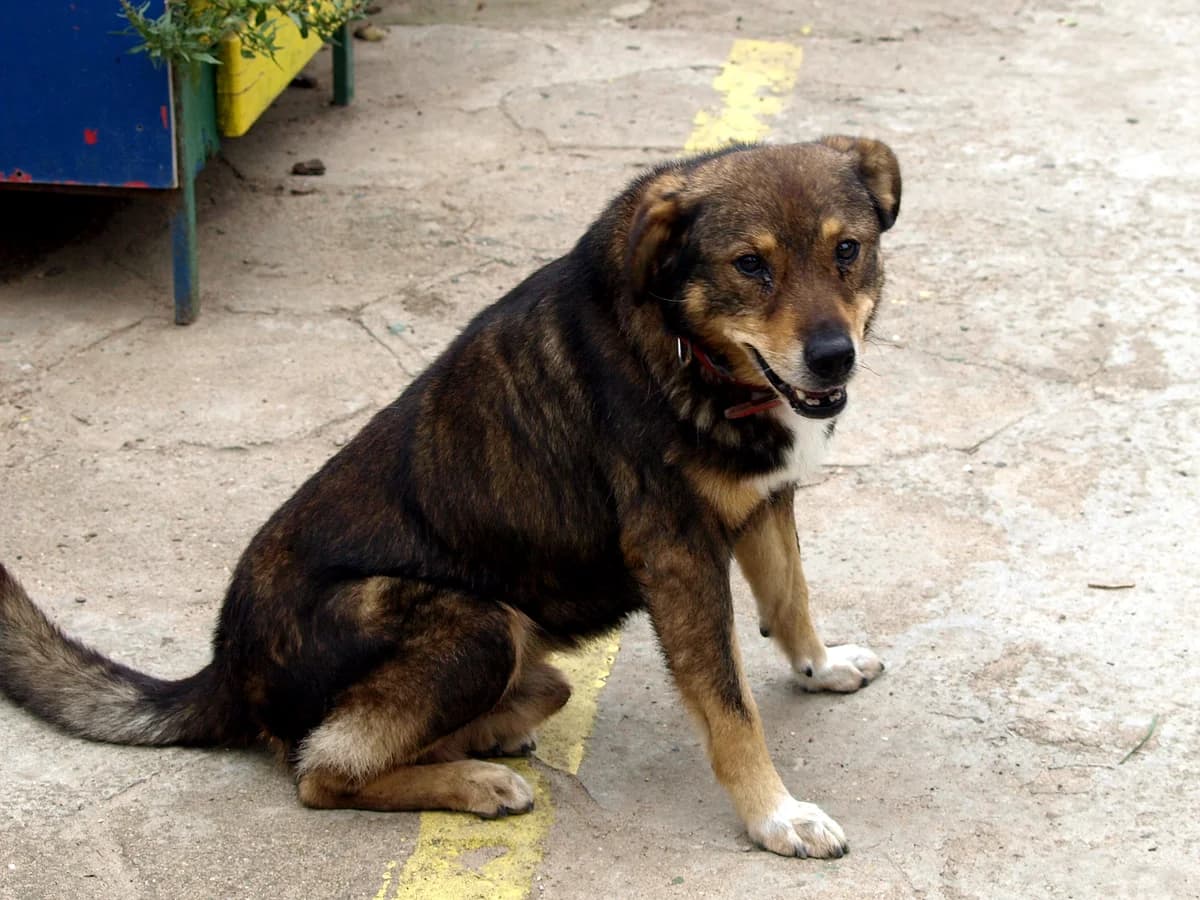 Tajger, male senior mixed breed for adoption at Schronisko dla Bezdomnych Zwierząt w Pabianicach, Pabianice