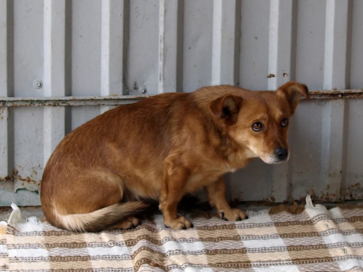 Dzidek, male 4yo mixed breed for adoption at Schronisko dla Bezdomnych Zwierząt w Pabianicach, Pabianice