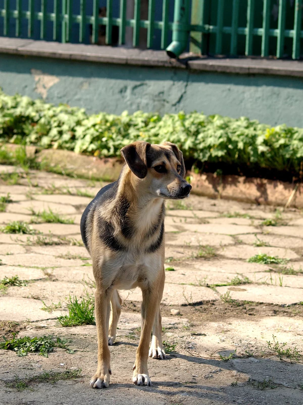 Łuska, female 5yo mixed breed for adoption at Schronisko dla Bezdomnych Zwierząt w Pabianicach, Pabianice