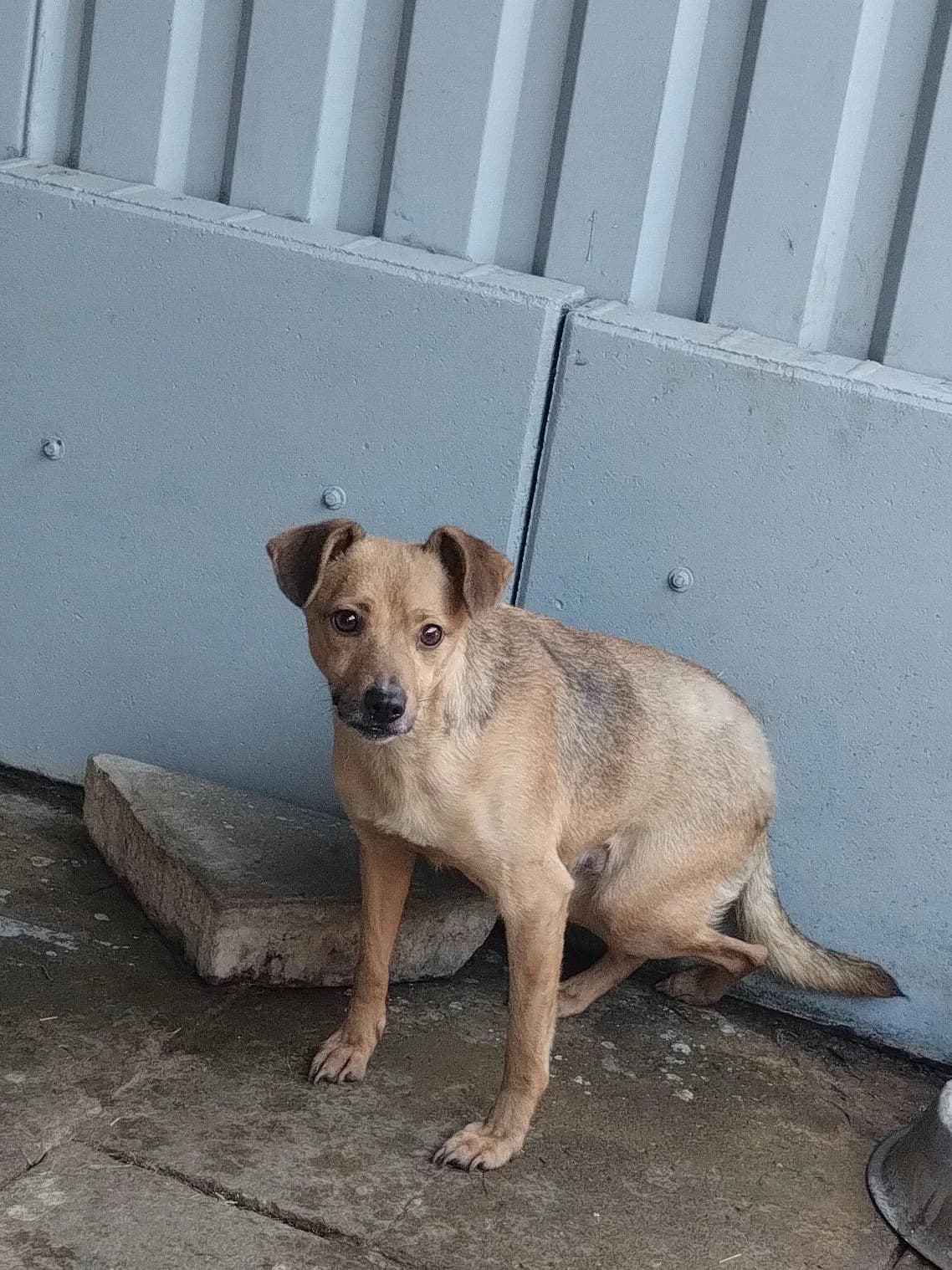 Samba, female 7yo mixed breed for adoption at Schronisko dla Bezdomnych Zwierząt w Pabianicach, Pabianice