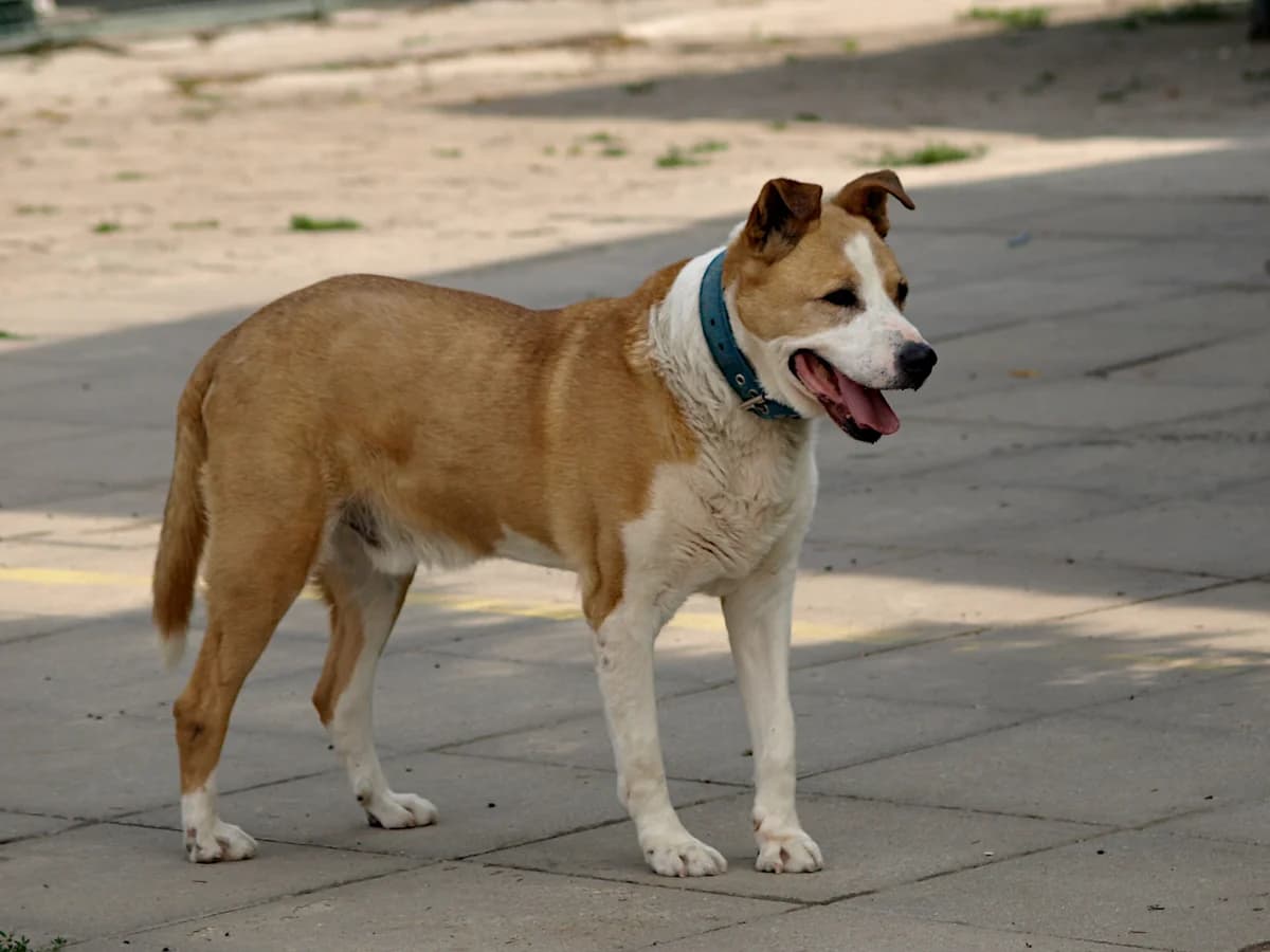 Mechanik, male senior mixed breed for adoption at Schronisko dla Bezdomnych Zwierząt w Pabianicach, Pabianice