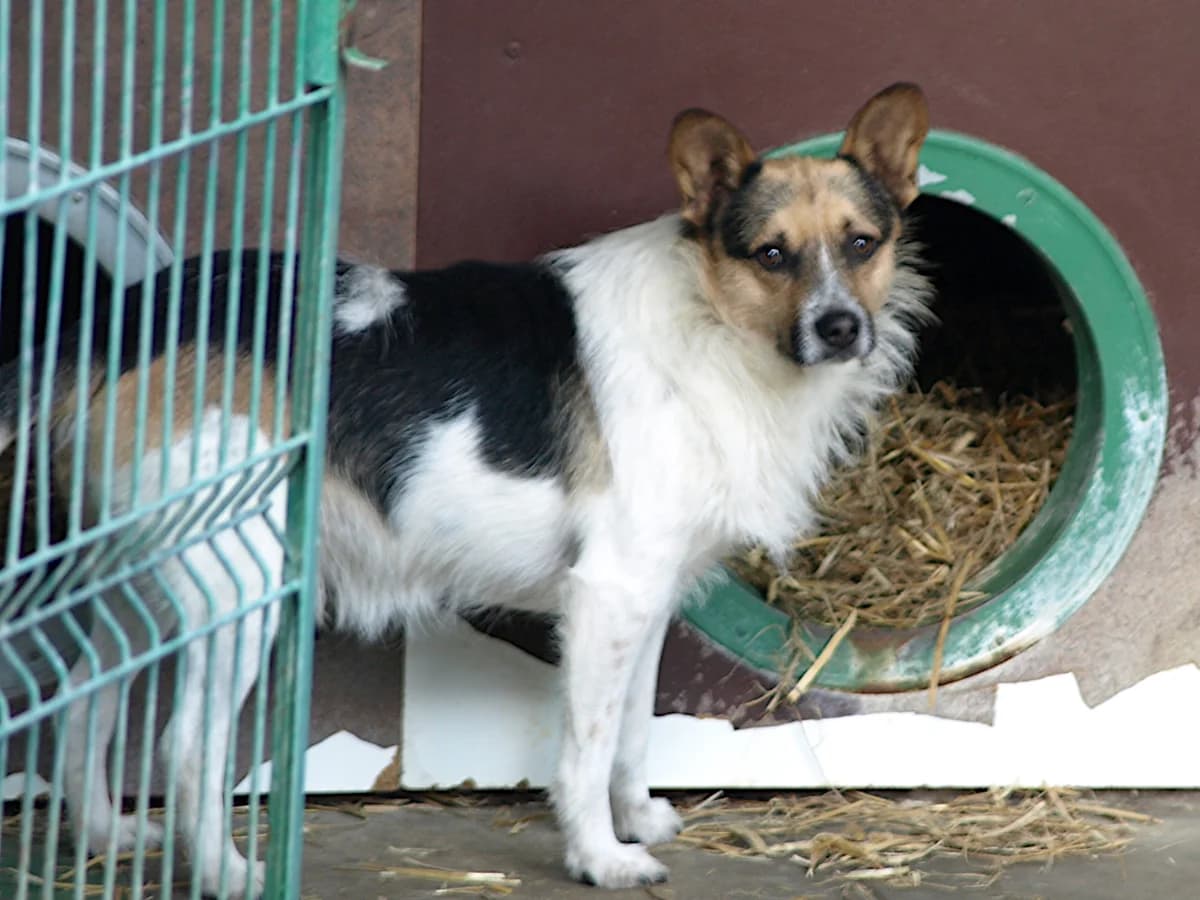 Picasso, male 3yo mixed breed for adoption at Schronisko dla Bezdomnych Zwierząt w Pabianicach, Pabianice