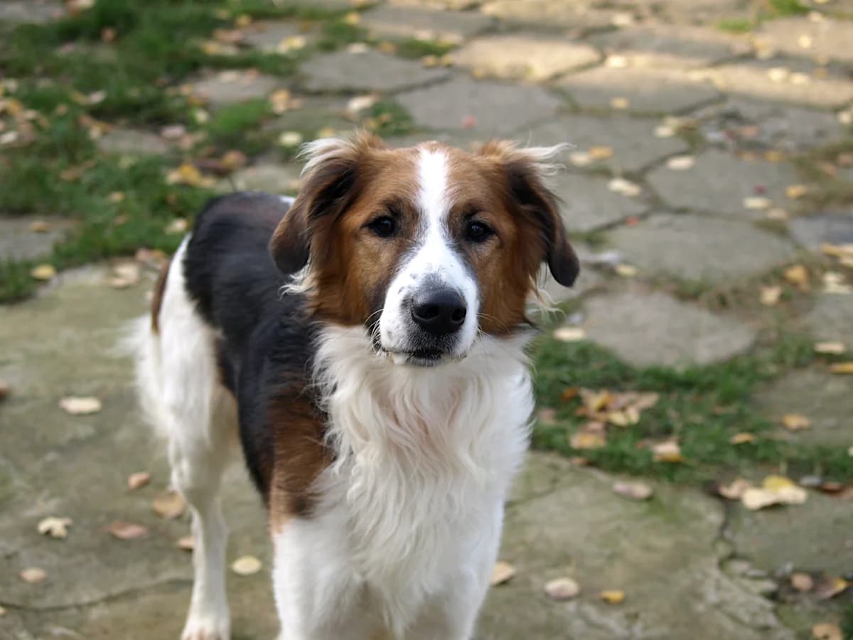 Freddie, male 3yo mixed breed for adoption at Schronisko dla Bezdomnych Zwierząt w Pabianicach, Pabianice