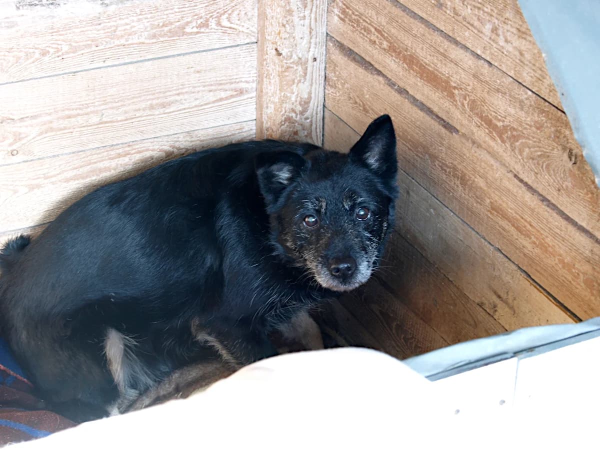 Gracjan, male 5yo mixed breed for adoption at Schronisko dla Bezdomnych Zwierząt w Pabianicach, Pabianice