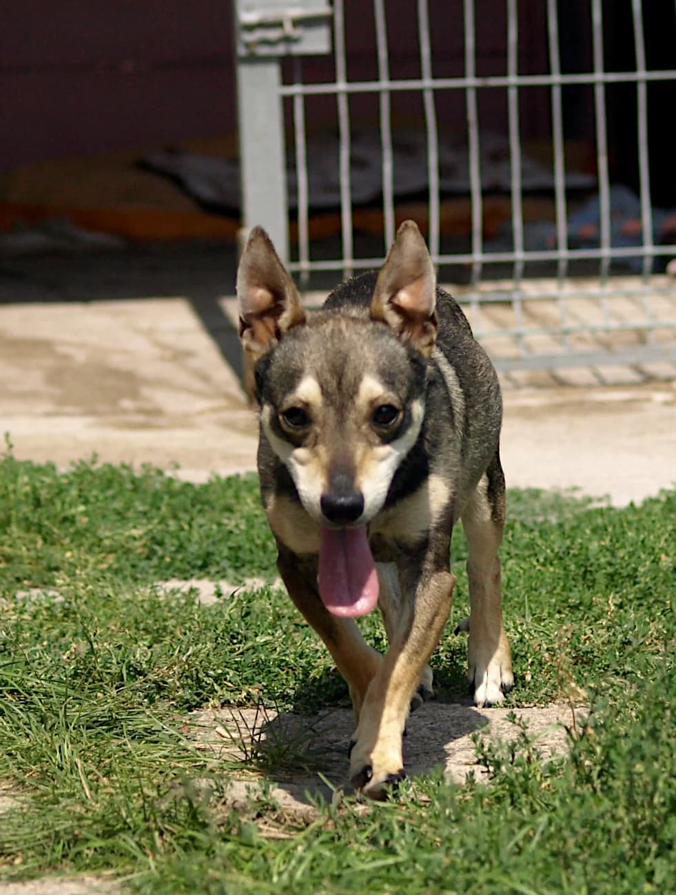 Pimpuś, male young mixed breed for adoption at Schronisko dla Bezdomnych Zwierząt w Pabianicach, Pabianice