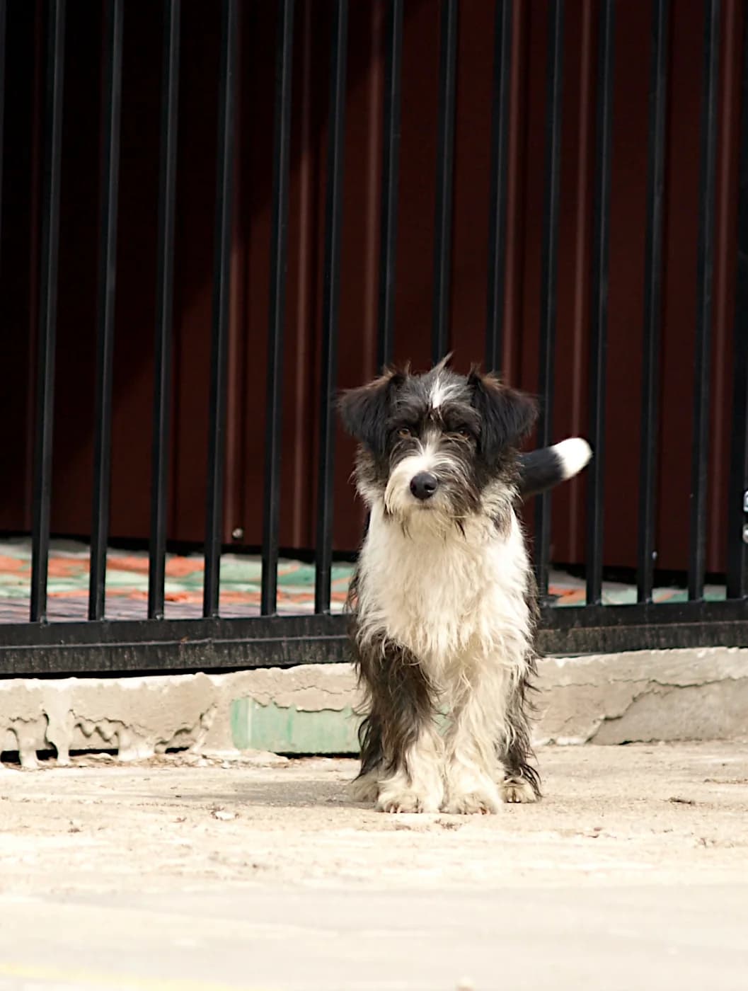 Szprot, male young mixed breed for adoption at Schronisko dla Bezdomnych Zwierząt w Pabianicach, Pabianice