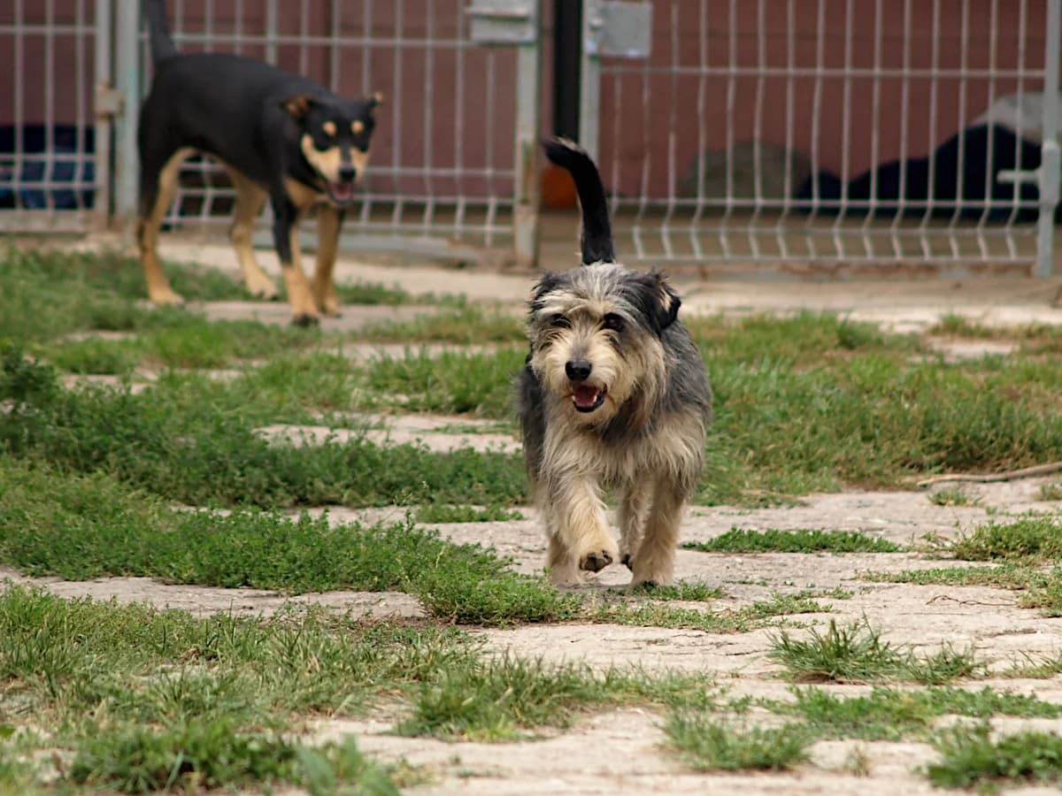 Szymuś, male young mixed breed for adoption at Schronisko dla Bezdomnych Zwierząt w Pabianicach, Pabianice