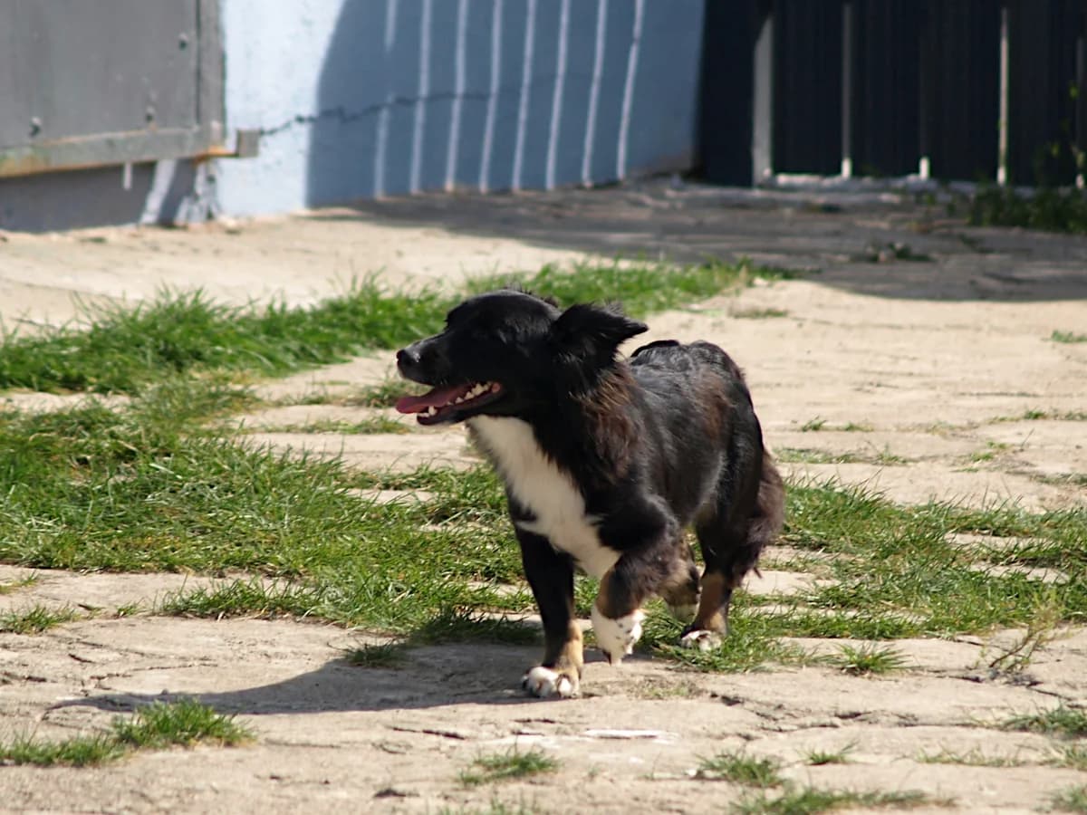 Dusia, female young mixed breed for adoption at Schronisko dla Bezdomnych Zwierząt w Pabianicach, Pabianice