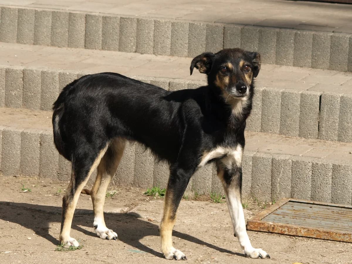 Lusia, female 5yo mixed breed for adoption at Schronisko dla Bezdomnych Zwierząt w Pabianicach, Pabianice