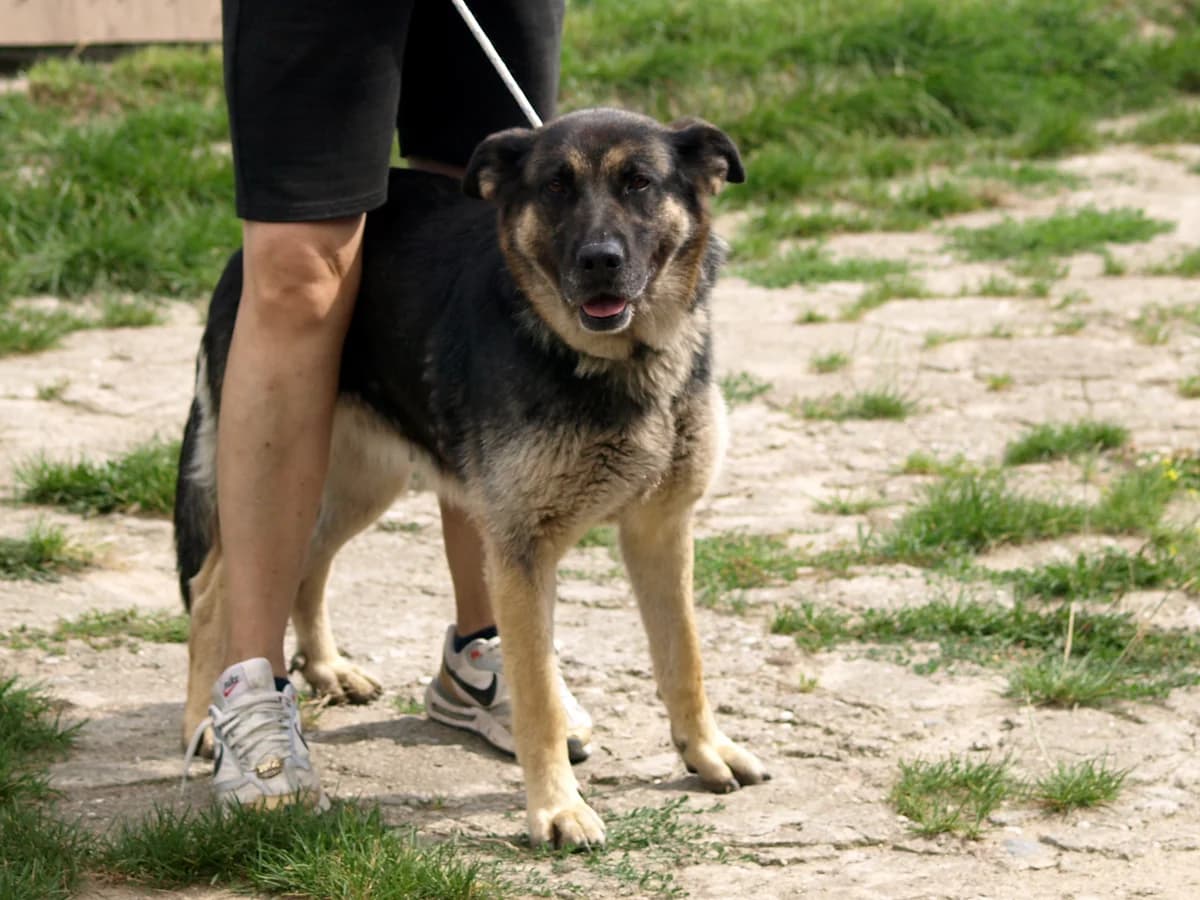 Sonia, female 5yo mixed breed for adoption at Schronisko dla Bezdomnych Zwierząt w Pabianicach, Pabianice