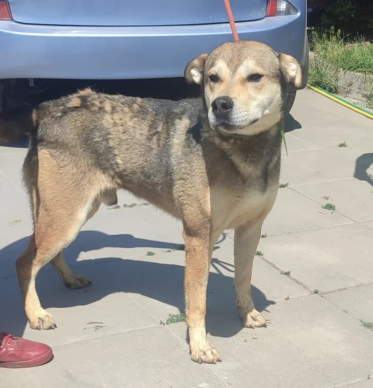 Łobuz, male 6yo mixed breed for adoption at Schronisko dla Bezdomnych Zwierząt w Pabianicach, Pabianice