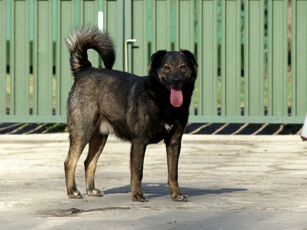 Malik, male senior mixed breed for adoption at Schronisko dla Bezdomnych Zwierząt w Pabianicach, Pabianice