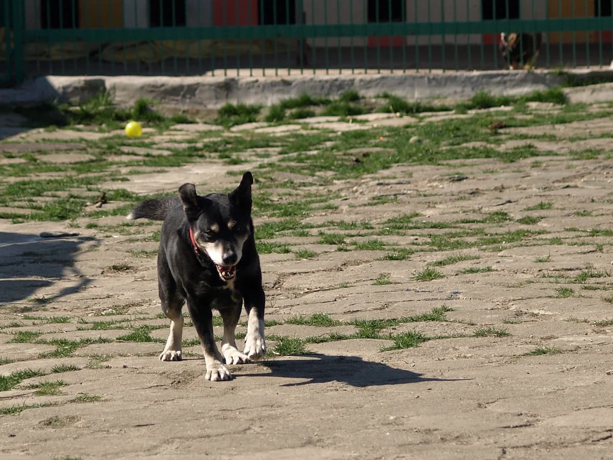 Fafik, male senior mixed breed for adoption at Schronisko dla Bezdomnych Zwierząt w Pabianicach, Pabianice