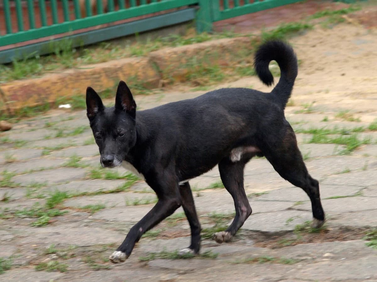 Tolek, male mixed breed for adoption at Schronisko dla Bezdomnych Zwierząt w Pabianicach, Pabianice