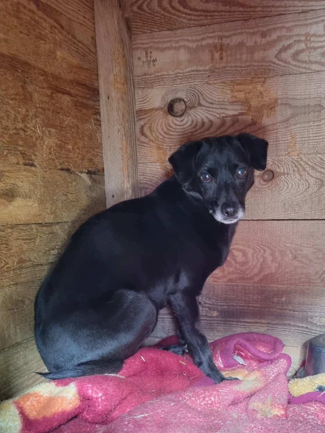 Rumba, male 7yo mixed breed for adoption at Schronisko dla Bezdomnych Zwierząt w Pabianicach, Pabianice
