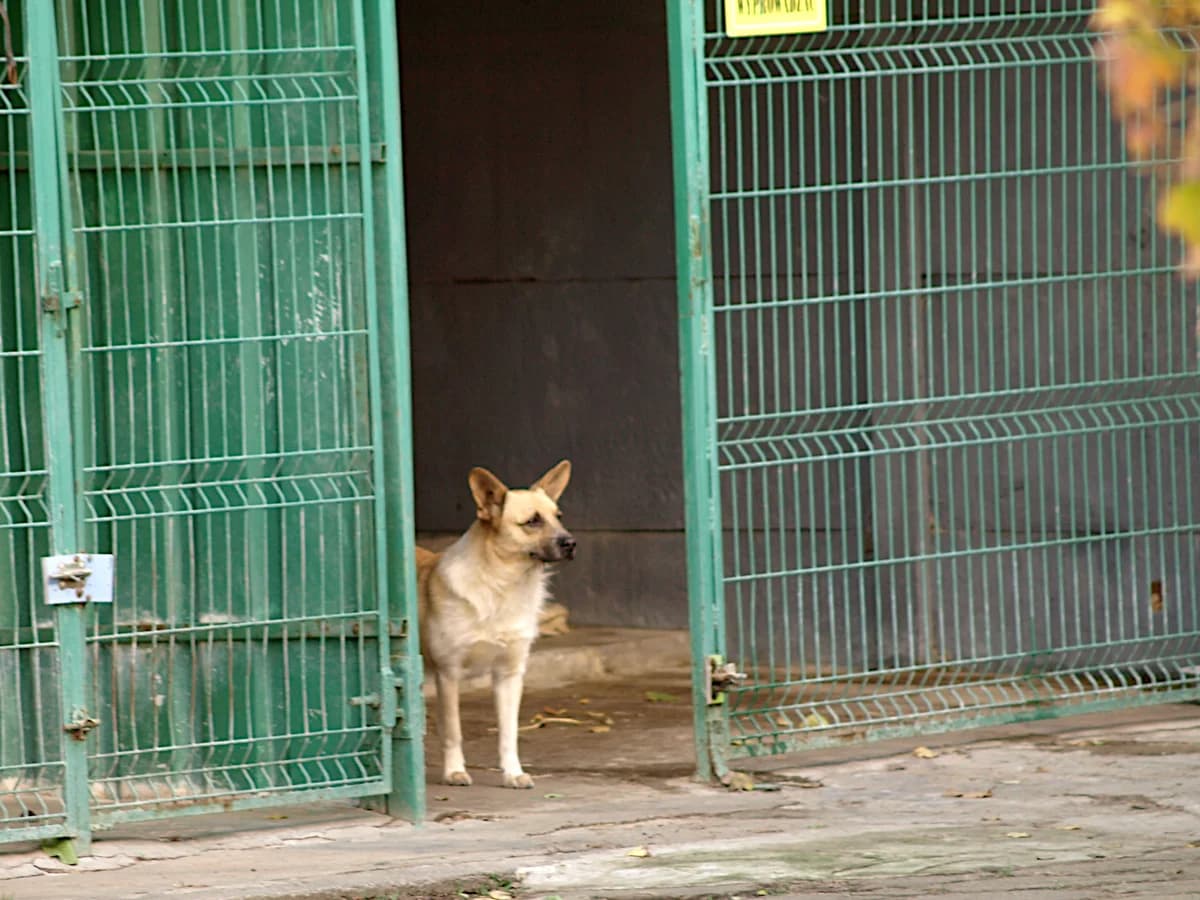 Pablo, male 3yo mixed breed for adoption at Schronisko dla Bezdomnych Zwierząt w Pabianicach, Pabianice