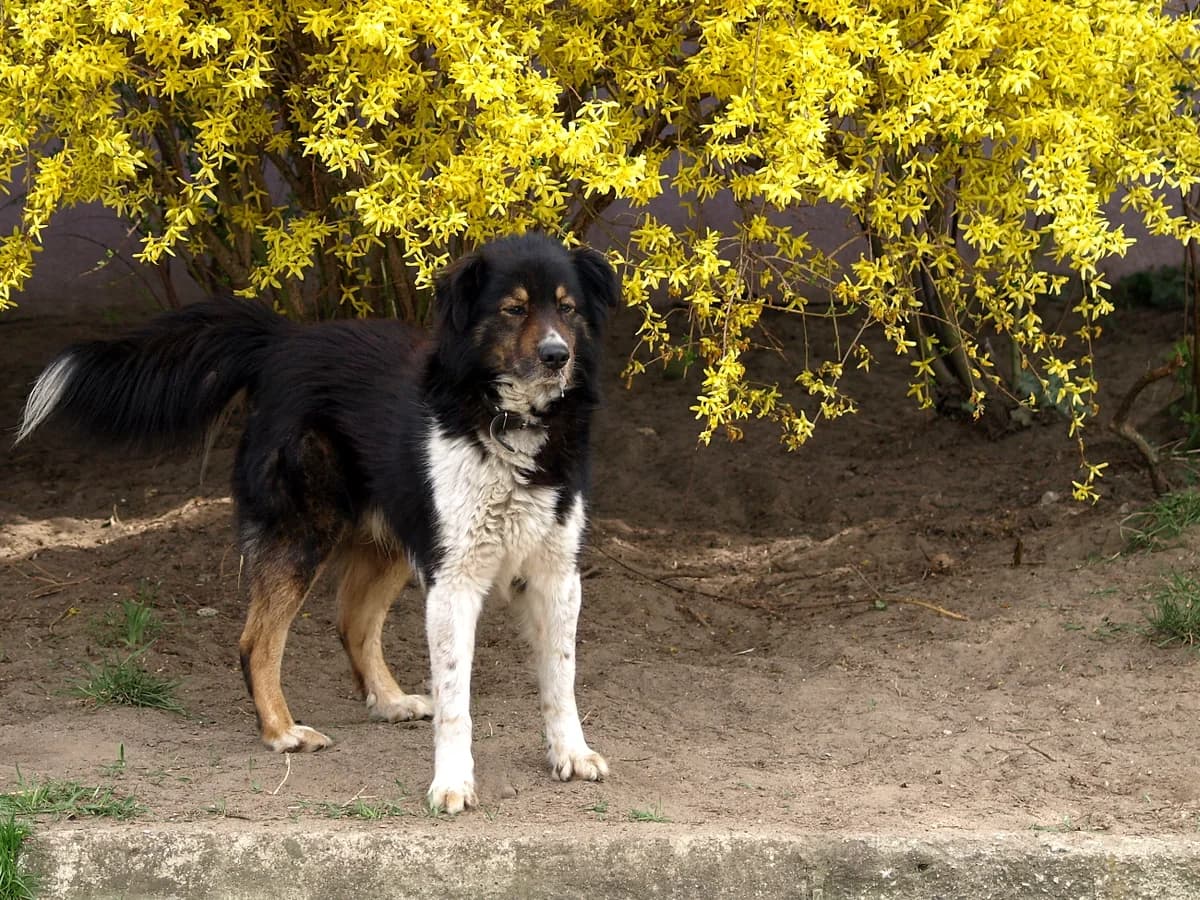 Vinci, male 4yo mixed breed for adoption at Schronisko dla Bezdomnych Zwierząt w Pabianicach, Pabianice