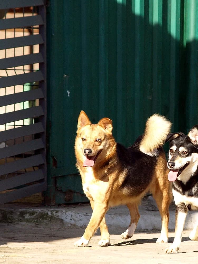 Lara, female 5yo mixed breed for adoption at Schronisko dla Bezdomnych Zwierząt w Pabianicach, Pabianice