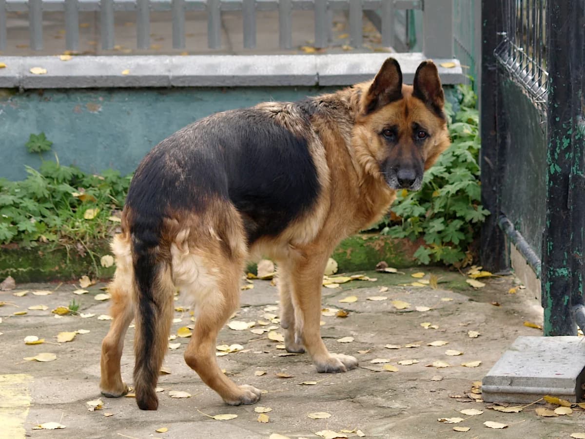 Żaba, female senior Mixed Breed for adoption at Schronisko dla Bezdomnych Zwierząt w Pabianicach, Pabianice