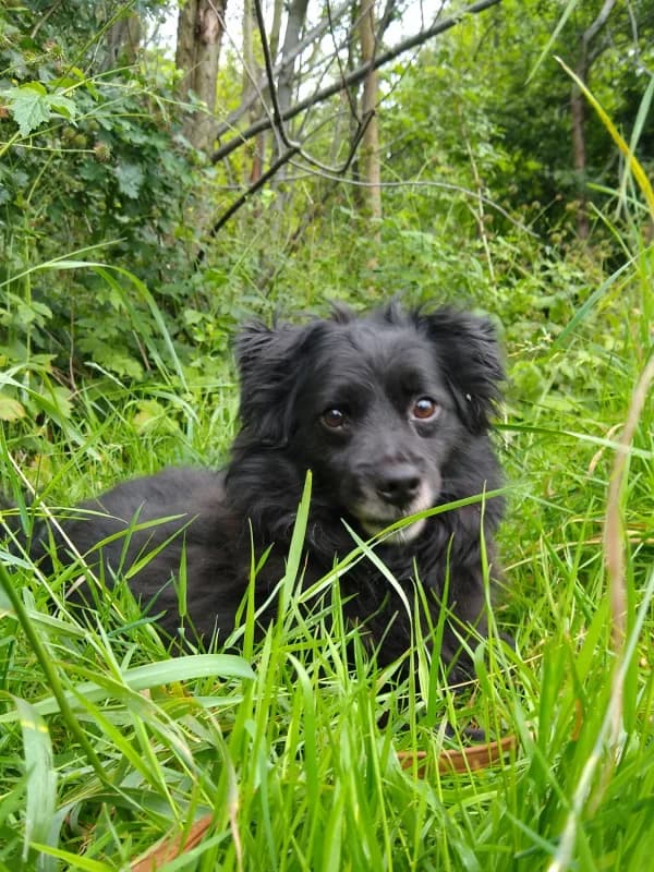 Apasz, male senior mixed breed for adoption at Schronisko dla Bezdomnych Zwierząt w Pabianicach, Pabianice