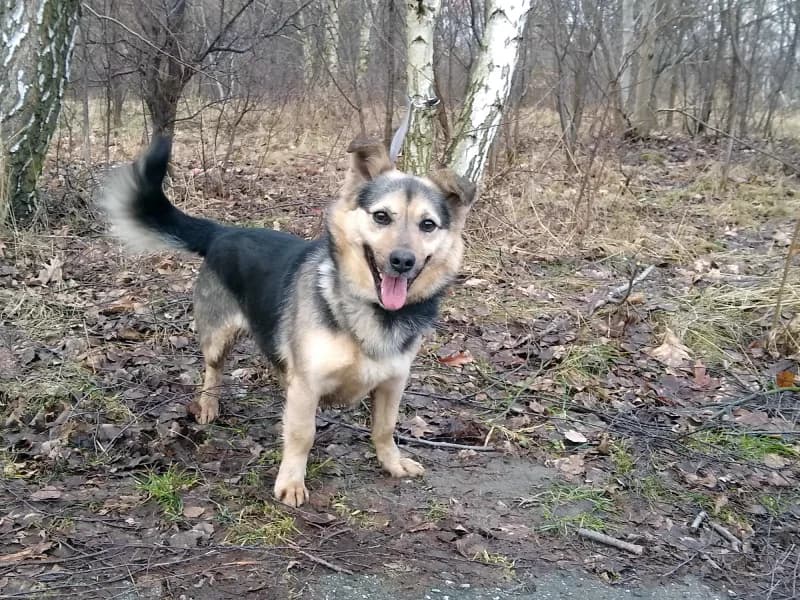 Rysio, male senior mixed breed for adoption at Schronisko dla Bezdomnych Zwierząt w Pabianicach, Pabianice