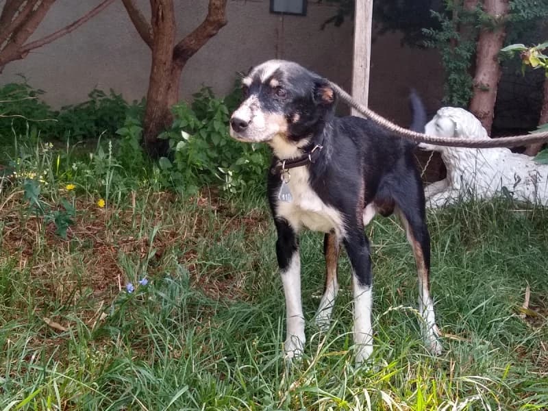 Dante, male senior mixed breed for adoption at Schronisko dla Bezdomnych Zwierząt w Pabianicach, Pabianice