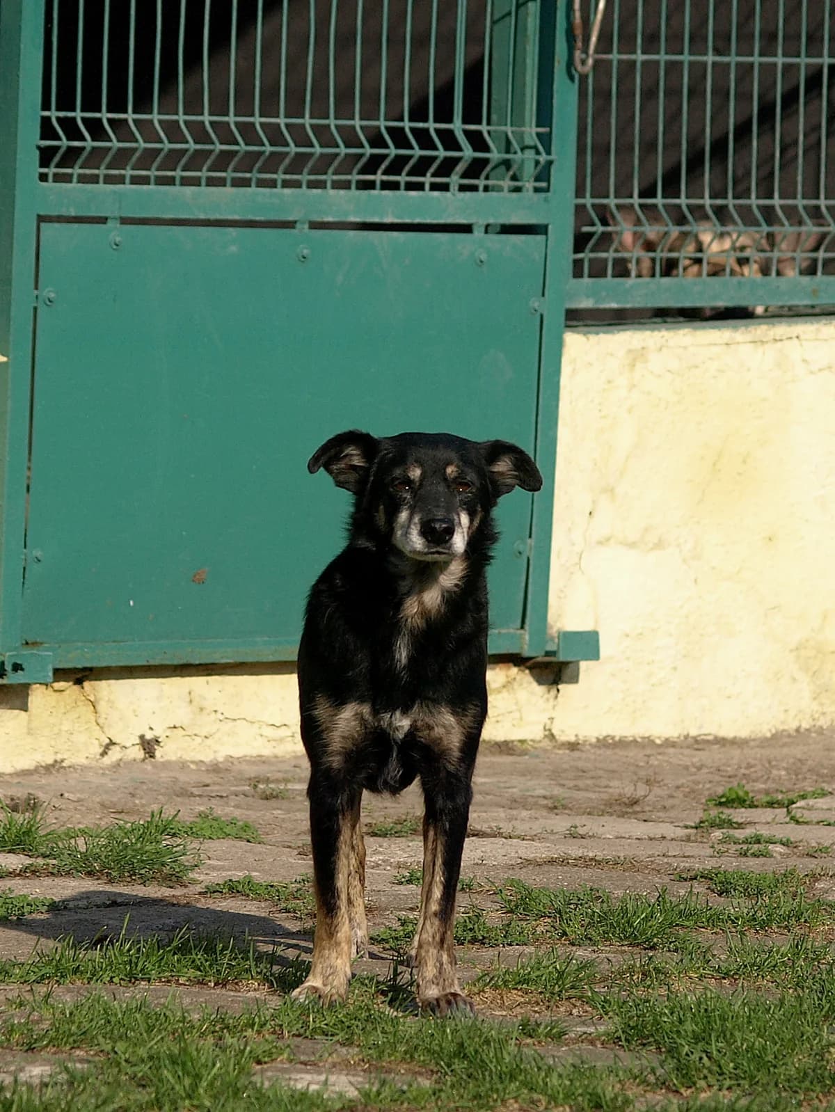 Fafi, male 5yo mixed breed for adoption at Schronisko dla Bezdomnych Zwierząt w Pabianicach, Pabianice