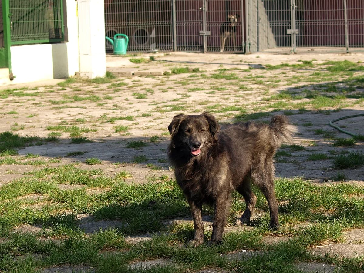 Fred, male 5yo mixed breed for adoption at Schronisko dla Bezdomnych Zwierząt w Pabianicach, Pabianice