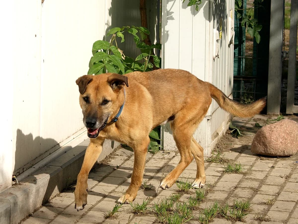 Azor, male senior mixed breed for adoption at Schronisko dla Bezdomnych Zwierząt w Pabianicach, Pabianice