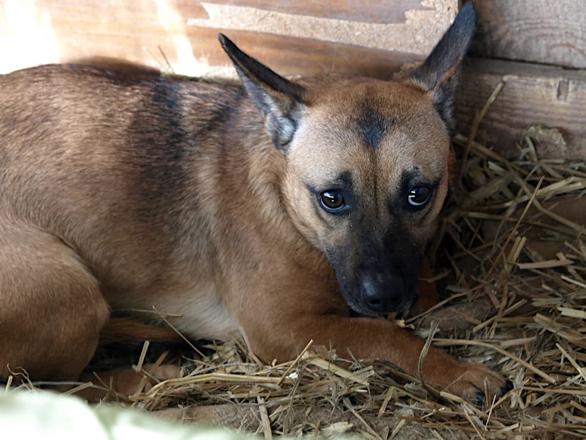Rafa, male 3yo mixed breed for adoption at Schronisko dla Bezdomnych Zwierząt w Pabianicach, Pabianice