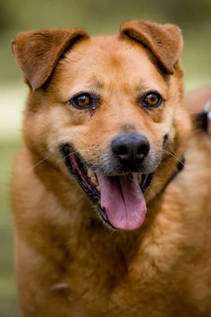 Rudi, male senior Mixed Breed for adoption at Miluszków Schronisko Piła