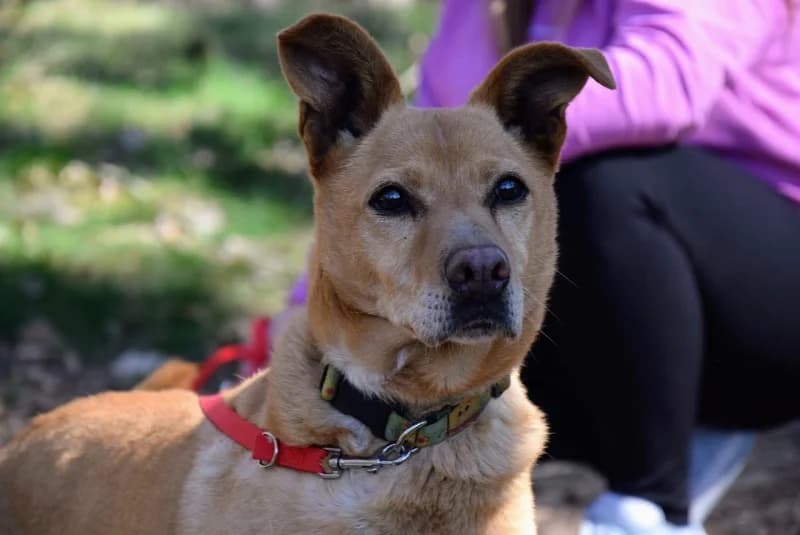 Ruda, senior Mixed Breed for adoption at Miluszków Schronisko Piła