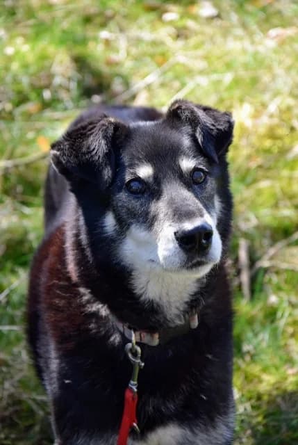 Tomek, male senior Mixed Breed for adoption at Miluszków Schronisko Piła
